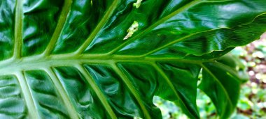 Alocasia Macrorrhizos Giant 'ın yapraklarındaki desen çok büyüktür. Alocasia Macrorrhizos 'a Asya tarosu ya da fil kulağı da denir.