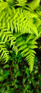 Macrothelypteris torresiana, Asya kıtasından gelen ve Amerika kıtasında ve Afrika 'nın bazı bölgelerinde egzotik bir bitki haline gelen bir bitki. Seçici odak ve üst görünüm