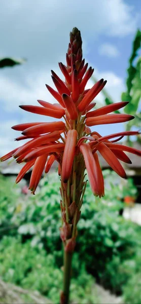 Όμορφο Κόκκινο Φυτό Στον Κήπο — Φωτογραφία Αρχείου