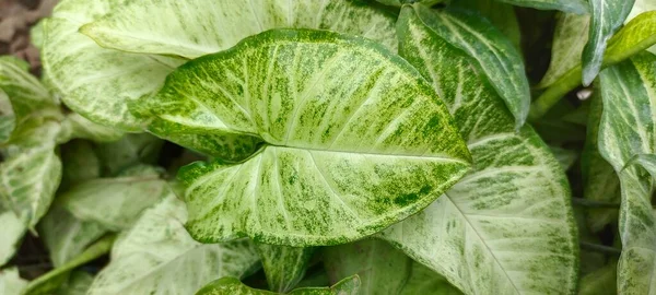 トロピカル 美しい緑の背景 シンゴニウム ポドフィルムの葉 トップビューから撮影 — ストック写真