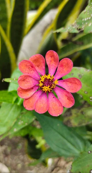 Zinnia Elegans Flower Blooming Front House Front View — Stock Photo, Image
