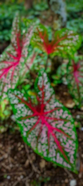 정원에서 Caladiums 양색의 배경입니다 칼라듐 양색은 식물의 여왕으로 간주됩니다 — 스톡 사진