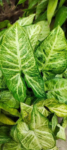 Zierliche Taropflanze Allgemein Oder Syngonium Podophyllum Blätter Verwendet Eine Hochzeitsbühne — Stockfoto