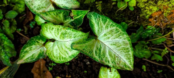 Syngonium Podophyllum Natuurlijke Lichte Achtergrond Een Plant Van Syngonium Podophyllum — Stockfoto