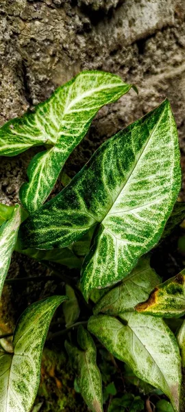 Syngonium Podophyllum Natuurlijke Lichte Achtergrond Een Plant Van Syngonium Podophyllum — Stockfoto