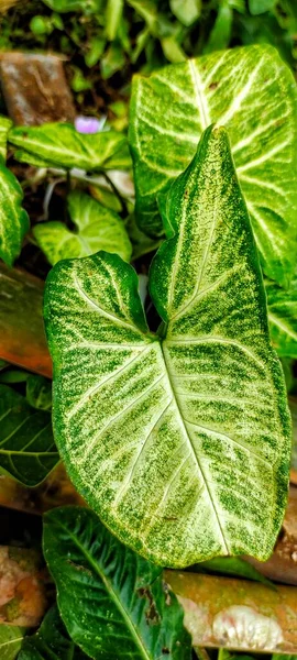 Syngonium Podophyllum Auf Natürlichem Lichthintergrund Eine Pflanze Von Syngonium Podophyllum — Stockfoto