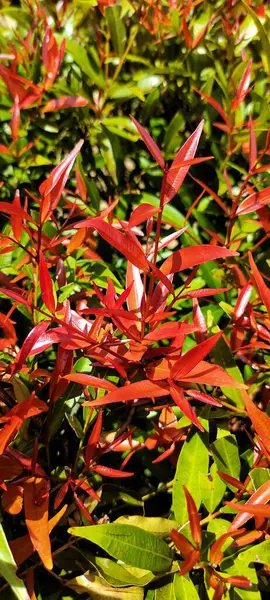 Schöne Rote Blumen Garten — Stockfoto