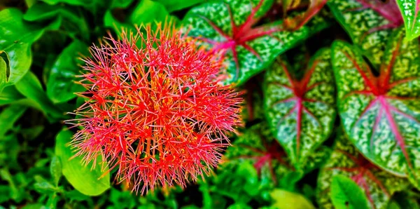 公园里有Scadoxus Multiflorus和Caladium Bicolor 钒双色被认为是 叶子植物的女王 因为它的叶子颜色非常漂亮 — 图库照片