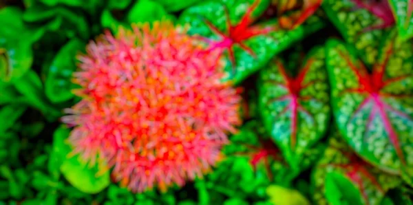 Θολή Φόντο Από Πολύ Πολύχρωμο Λουλούδι Και Αφήνει Φωτογραφίες — Φωτογραφία Αρχείου