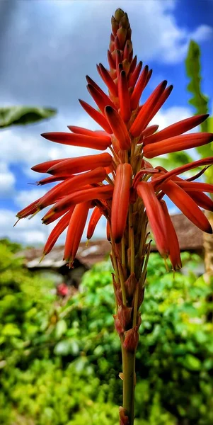 Belle Plante Rouge Dans Jardin — Photo