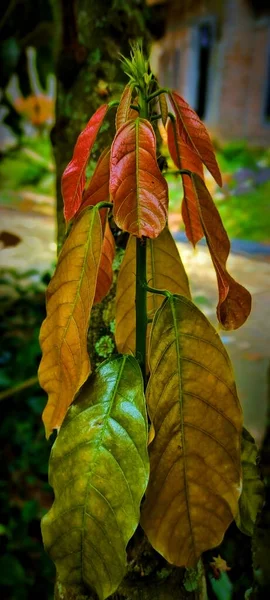 Светло Коричневые Листья — стоковое фото