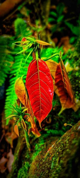 Ormanda güzel renkli yapraklar