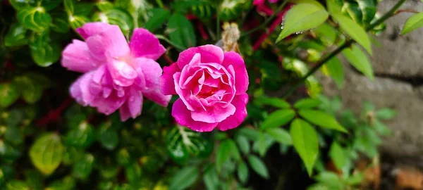 Foto Von Rosa Chinensis Blumen Garten Neben Dem Haus Mit — Stockfoto
