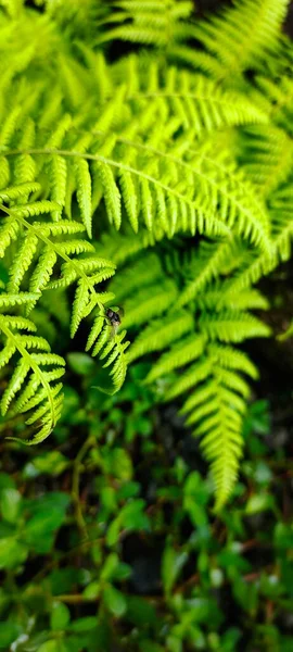 Macrothelypteris Torresiana Ázsiai Kontinensről Származó Növény Amely Egzotikus Növényré Válik — Stock Fotó