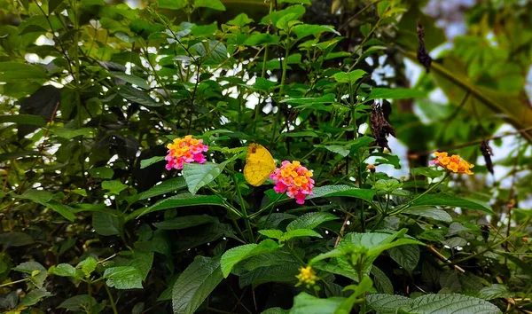 Bahçede Kelebek Güzel Çiçekler — Stok fotoğraf