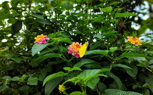 Fjäril Och Vackra Blommor Trädgården — Stockfoto