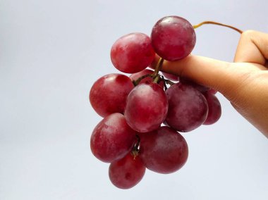 Üzüm bahçesinden yeni toplanmış bir sürü Vitis Vinifera meyvesi, beyaz arkaplanlı ön açıdan çekilmiş bir fotoğraf.