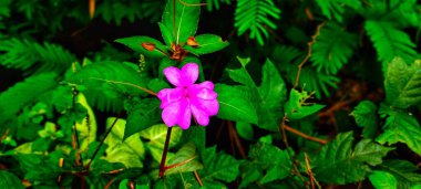 Nehir kıyısında çekilen Impatiens Hawkeri çiçeğinin fotoğrafı, üst açıdan çekilmiş.