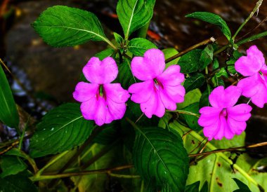 Nehir kıyısında çekilmiş 4 tane Impatiens Hawkeri çiçeği, üst açıdan çekilmiş fotoğraflar.