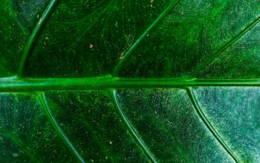 Alocasia Macrorrhizos Giant 'ın yapraklarındaki desen çok büyüktür. Alocasia Macrorrhizos 'a Asya tarosu ya da fil kulağı da denir.