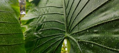 Alocasia macrorrhizos 'un büyük yaprakları Asya tarosu veya dev erekte fil kulağı olarak da bilinir.