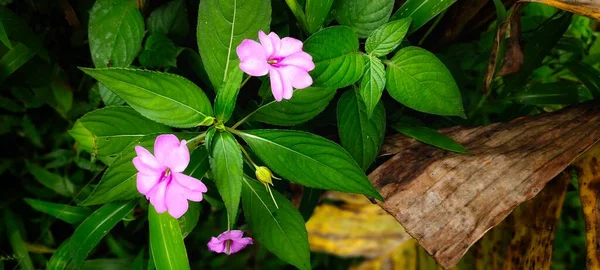 Impatiens Hawkeri Flower Thrives Banks River Top View — Stock Photo, Image