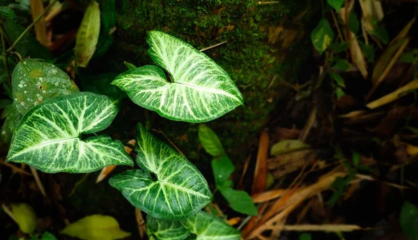 Groene Bladeren Tropisch Woud — Stockfoto