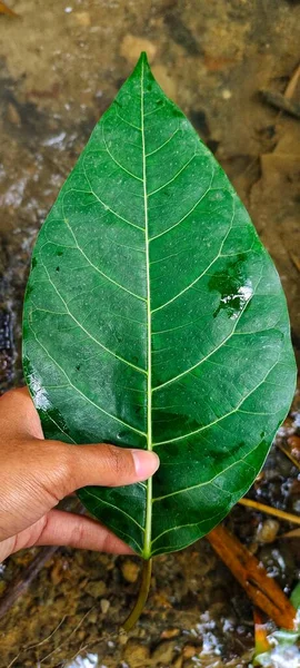 Human Hand Holding Big Green Leaf — Stock Photo, Image
