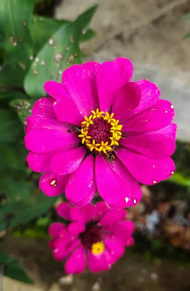 Zinnia Haageana Çiçeğin Bilimsel Adıdır Parkta Çekilmiş Bir Fotoğraf — Stok fotoğraf