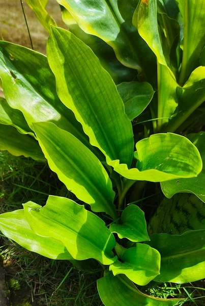 Groene Bladeren Zonnige Tuin — Stockfoto