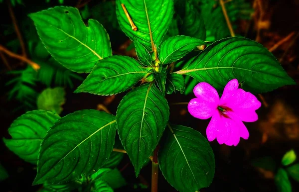 Photo Impatiens Hawkeri Flower Photographed River Bank Photo Taken Top — Stock Photo, Image
