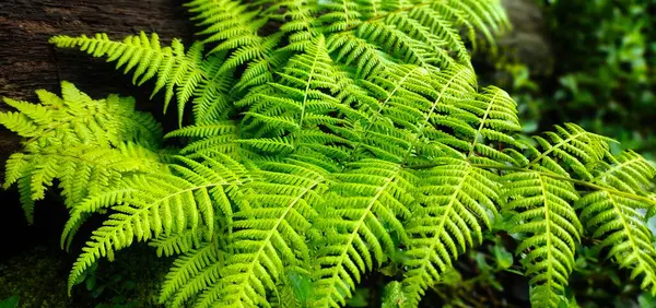 Зеленые Листья Папоротника Лесу — стоковое фото