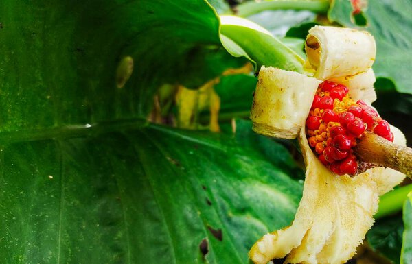 Alocasia macrorrhiza fruit that looks red and big in the garden. Alocasia macrorrhiza is often also called Asian taro or elephant ear