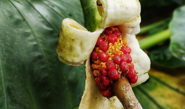 Alocasia macrorrhiza fruit that looks red and big in the garden. Alocasia macrorrhiza is often also called Asian taro or elephant ear.