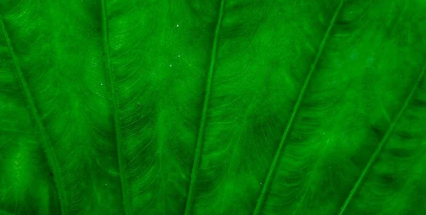 Зеленые Листья Слоновьего Уха Растение Макрель Корневищ Здоровые Овощи Аллочка — стоковое фото