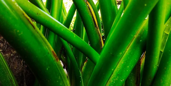象耳朵植物的绿色 大白菜是一种健康的蔬菜 Alocasia Field — 图库照片