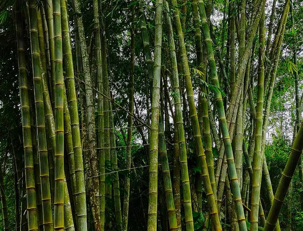 Beautiful forest with bamboo trees