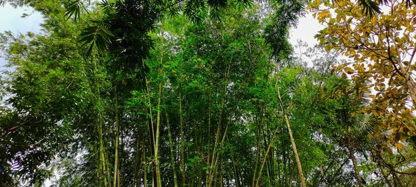 美しい熱帯緑の森 — ストック写真