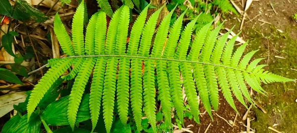 Macrothelypteris Torresiana Blätter Bogenförmig Garten Foto Von Oben Aufgenommen — Stockfoto