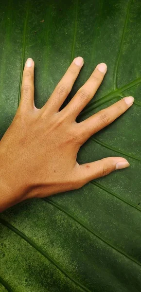 Liście Alocasia Macrorhiza Bardzo Duże Nawet Większe Niż Dłoń Osoby — Zdjęcie stockowe