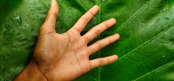 Листья Alocasia Macrorrhiza Большие Больше Размер Руки Взрослого Человека Alocasia — стоковое фото