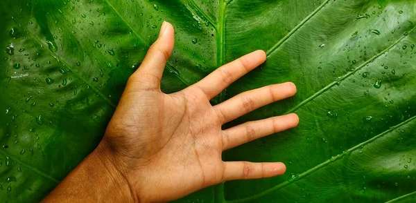 金银花的叶子非常大 甚至比成虫的手还要大 大黄豆也被称为亚洲焦油植物或生活在热带气候中的巨大直立象耳朵 — 图库照片