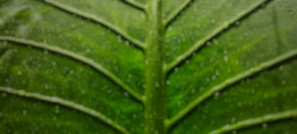 Die Hintergrundunschärfe Von Alocasia Macrorrhizos Hat Grüne Blätter Die Als — Stockfoto