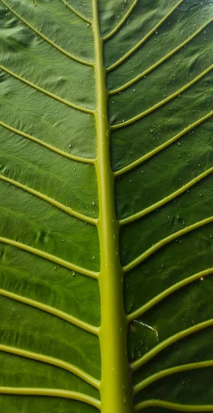 金银花的绿叶被称为 象耳草 大豆科植物是一种健康的蔬菜 — 图库照片