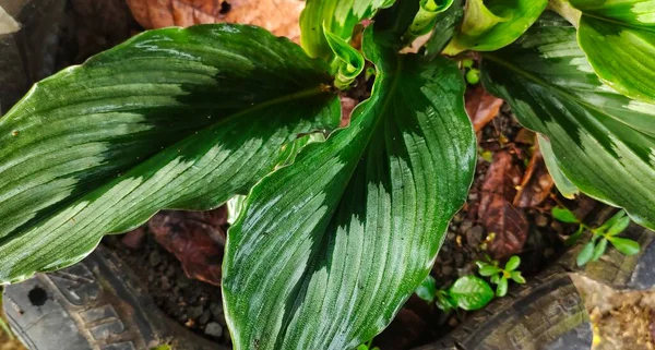 金银花是亚洲的一种典型植物 更确切地说 是在印度尼西亚 这种植物在医学领域有许多好处 其中一种被用作草药和耐力补充剂 以预防Covid 19病毒 — 图库照片
