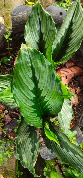 Kaempferia Rotunda Ist Eine Typische Pflanze Asien Genauer Gesagt Indonesien — Stockfoto
