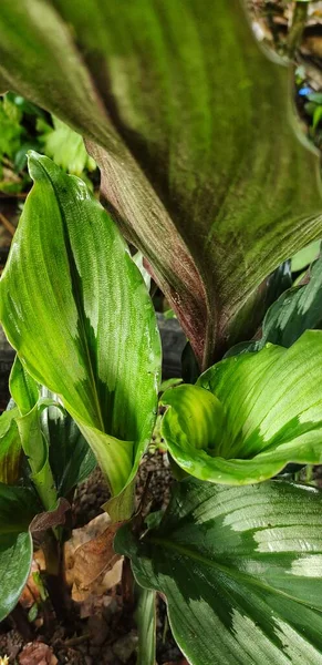 Kaempferia Rotundaは インドネシアでより正確にはアジアの典型的な植物です この植物は医療分野で多くの利点を持っており そのうちの1つはCovid 19ウイルスを予防するための漢方薬とスタミナサプリメントとして使用されています — ストック写真
