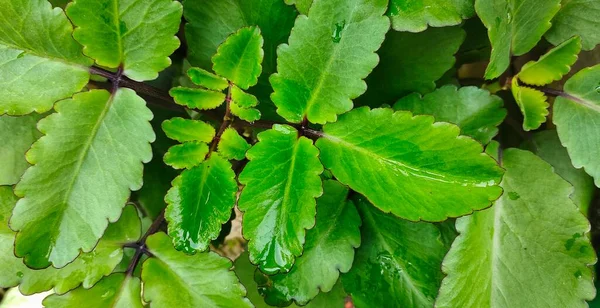 Feuilles Vertes Fraîches Bryophyllum Pinnatum Dans Les Jardins Plante Vivante — Photo