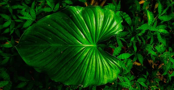 Groene Bladeren Het Tropische Bos — Stockfoto