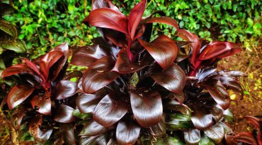 Hanjuang (kordiline fruticosa) bitkileri bahçede. Cordyline fruticosa genellikle güzel rengi ve şekli nedeniyle bir ev dekorasyonu bitkisi olarak kullanılır.